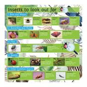 EduWall - Insects Board 