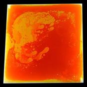 Orange image