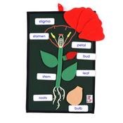 Plant in a Pocket
