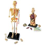 Learning Resources Complete Anatomy Models