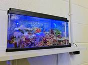Jelly Fish Tank 