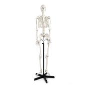 Model Skeleton with Frame, Life Size (Each)