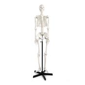Model Skeleton with Frame, Life Size (Each)