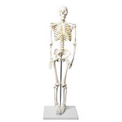 Model, Skeleton, Half Size (Each)