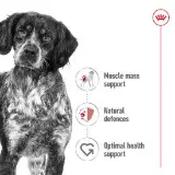 Royal Canin Dachshund Adult Dry Dog Food 7.5kg image