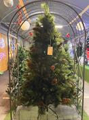 6 ft Hubbard Pine Cones