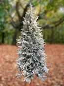 7FT Frosted Mckinley Spruce