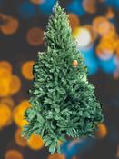 7FT- Providence Fir