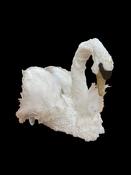 White Swan