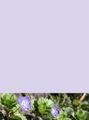 Speedwell