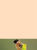 Stonechat