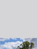 Cumulus Sky