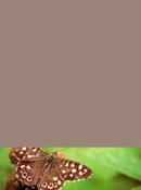 Speckled Wood