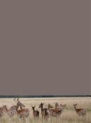 Fallow Deer