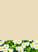 Daisy Pollen
