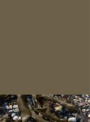 Dried Kelp
