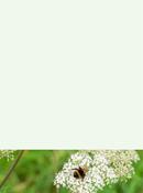 Cow Parsley