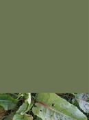 Dock Leaf