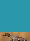 Teal Crest