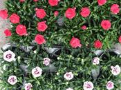 10.5cm Dianthus image