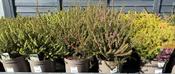 2L Heathers image