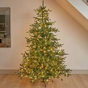 8ft InLit King Conifer image