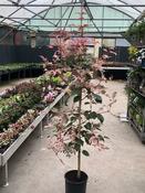 ACER CONSPICUUM RED FLAMINGO image