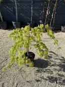 Acer palmatum 'Dissectum' image