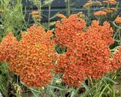 Achillea 'Terracotta' image