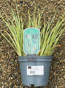 ACORUS GR. VARIEGATA image