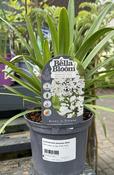 AGAPANTHUS africanus Albus image