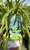 Agapanthus Charlotte image