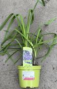 Agapanthus 'Purple Cloud'