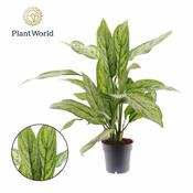 Aglaonema 'Silver Queen' image