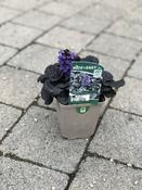 Ajuga 'Black Scallop' image