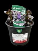 Ajuga 'Black Scallop' image