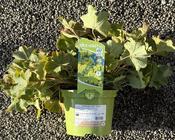 Alchemilla mollis 'Thriller'