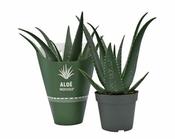 Aloe Medivera® Equator P14 + potcover