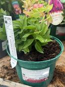 Alstroemeria Colorita®Eliane Orange image