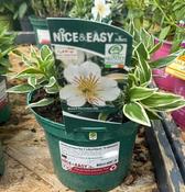 Alstroemeria Colorita® 'Fabiana' image
