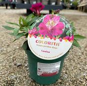 Alstroemeria Colorita® 'Louise' image