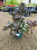 Alstroemeria 'Indian Summer' ® image