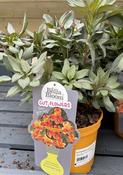 ALSTROEMERIA Indian Summer image
