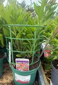 Alstroemeria 'Summer Break' ® image