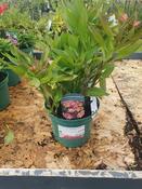 Alstroemeria 'Summer Breeze' ® image
