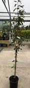 AMELANCHIER ARBOREA ROBINHILL image