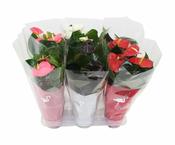 Anthurium 'Flamingo' mix P12