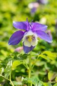 AQUILEGIA Spring Magic Blue &amp; White image