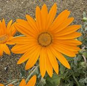 Arctotis 'Heidi' ® image