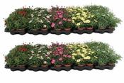 Argyranthemum frutescens mix image